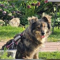 Lupinchen  wartet in 24972 Steinbergkir, Hündin zur Adoption