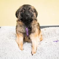 Wer schenkt Wilma ein Zuhause, Hündin zur Adoption