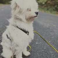 aktiver IDEFIX sucht Familie mit Hund, Hund zur Adoption