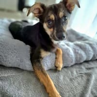 Rexi - sucht ihr ruhiges Plätzchen, Hund zur Adoption