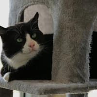 Carlo, Kater zur Adoption