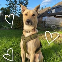 HENRY - liebevoll richtigen Weg weisen, Hund zur Adoption
