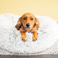 Fee  ein Herz auf vier Pfoten .., Hündin zur Adoption