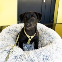 Belmondo unser kleiner Chameur..., Hund zur Adoption