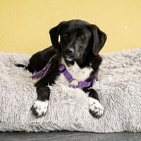 Candra unsere Schönheit..., Hündin zur Adoption