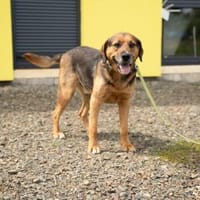 Louis möchte sein Herz verschenken..., Hund zur Adoption