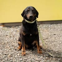 Babo sucht seine Menschen...., Hund zur Adoption