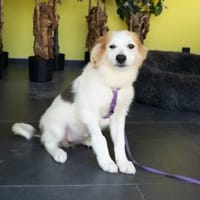 Mivana hat endlose Liebe zu verschenken!, Hündin zur Adoption