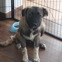 Kleine Zoe ab 04.06. auf PS in Offenburg, Hündin zur Adoption