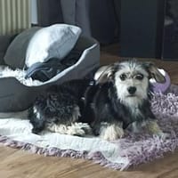 Sweety  in 59872 Meschede, Hündin zur Adoption