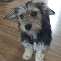 Sweety  in 59872 Meschede, Hündin zur Adoption