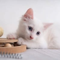 ✨️ SPICY ✨️ 🐱, chat à adopter