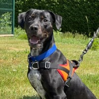 LINA, chienne à adopter