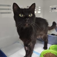 IOWA, chatte à adopter