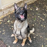 CASTHOR VAA, chien à adopter