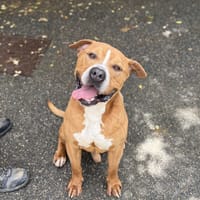 SNOW VAA, chien à adopter