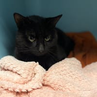 Danaus, chat à adopter