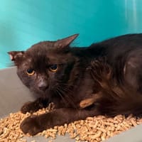 COLORADO, chat à adopter