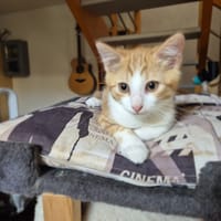 WILFRIED, chat à adopter
