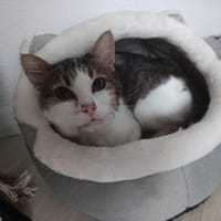 LAGOS, chat à adopter