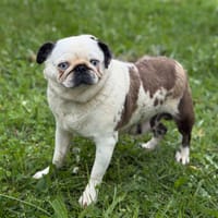 Shanna CAA15388, chienne à adopter