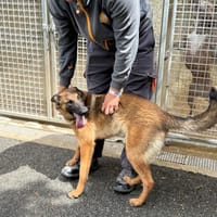 DJAMA VAA, chienne à adopter