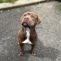 ASHER VAA, chien à adopter