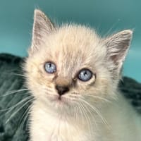 NICE, chatte à adopter