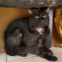 NEVADA, chat à adopter