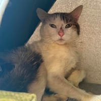 CONNECTICUT, chat à adopter