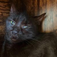 MARYLAND, chatte à adopter