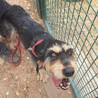 Auguste, chien à adopter