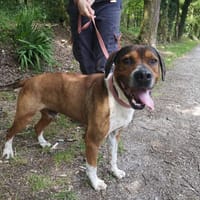 ASMAR, chien à adopter