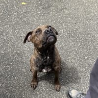 DIABOLO VAA, chien à adopter