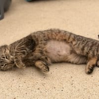 DRIING, chatte à adopter