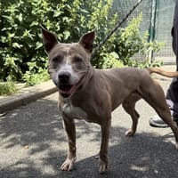 NIKITA VAA, chienne à adopter