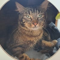 CHARMING, chat à adopter