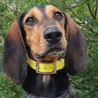 Viky, chien à adopter