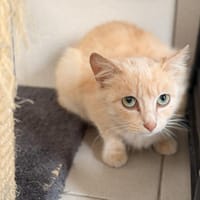 BIRDY, chatte à adopter