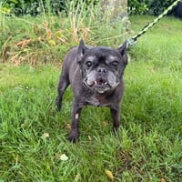 JOUJOU, chienne à adopter
