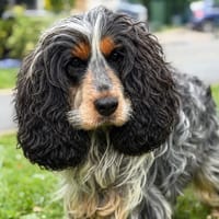 Etienne CAA15386, chien à adopter