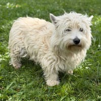 Bounty CAA15387, chienne à adopter