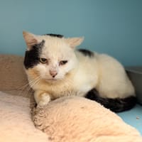 Issoria, chat à adopter