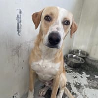 POP'S, chien à adopter