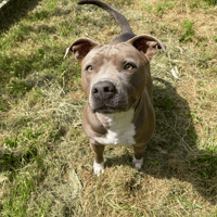 ELY, chienne à adopter