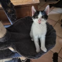 WITOLD, chat à adopter