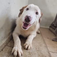 YUKULELE, chienne à adopter