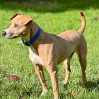 SUNSY, chien à adopter