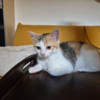 WISTERIA, chatte à adopter