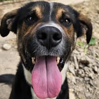 POUMBA, chien à adopter